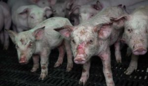 L214 dénonce les conditions de vie des porcs dans un élevage intensif dans l'Allier