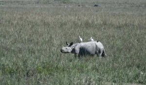 Inde: un sanctuaire pour rhinocéros rouvre aux touristes