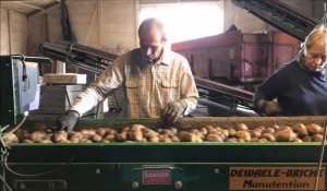En Flandre, la récolte de pommes de terre ralentie par la pluie