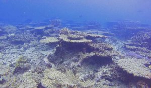 Australie : le réchauffement tue la Grande Barrière à petit feu, 50% du corail disparu en 25 ans