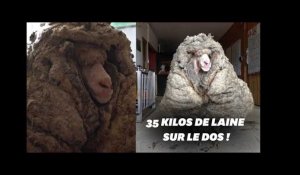 En Australie, ce mouton secouru avec 35 kilos de laine sur le dos