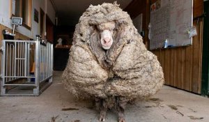 Australie : opération sauvetage pour un mouton sauvage "trimballant" 35 kg de laine
