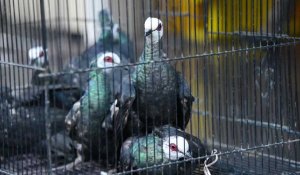 Indonésie: les autorités déjouent une importation illégale d'oiseaux protégés