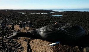 Le cadavre d'une baleine échouée en Islande attise la curiosité