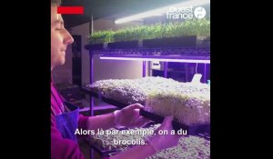 VIDÉO. Une ferme urbaine dans l’hypercentre cultive des supers-aliments