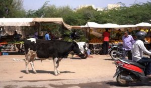 Inde: la prolifération de vaches errantes mais sacrées