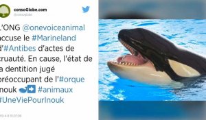 Alpes-Maritimes. L'orque Inouk est en grande souffrance selon One Voice, le parc Marineland se défend