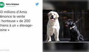 Dans la Marne, 30 Millions d'Amis dénonce la vente de 200 chiens à un « élevage-usine »