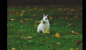 Un incendie se déclare dans leur cuisine, l'alerte donnée par... le lapin