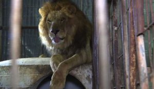Des lions et d'autres animaux sont évacués d'un zoo de Gaza