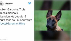 Lot-et-Garonne. Trois chiens malinois abandonnés depuis 15 jours sans eau ni nourriture