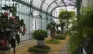 Les serres royales de Laeken ouvrent leurs portes au public