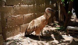 Un vautour bulgare échoué au Yémen et soupçonné d'espionnage