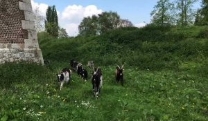 Les chèvres pâturent à la Citadelle d'Arras