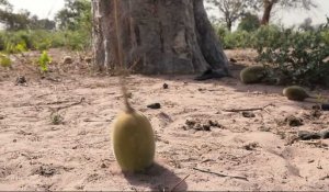 Sénégal : les baobabs de la fortune