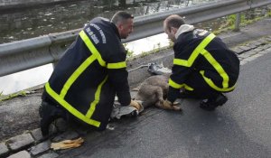 Un chevreuil sauvé en plein centre-ville de Calais