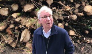Steenwerck : le maire sous le choc car obligé d'abattre des centaines d'arbres