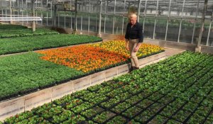 Cornavirus : des dizaines de milliers de plantes seront jetées à la jardinerie d'Hesdigneul-les-Boulogne