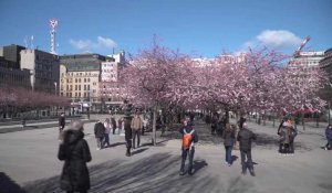 Coronavirus: à Stockholm, les fleurs prennent le pas sur la peur