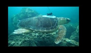 Les changements climatiques et les phénomènes cycloniques décryptés grâce à des tortues de mer  ...