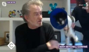 C à vous : Eddy Mitchell se bat avec son chat en pleine interview (Vidéo)