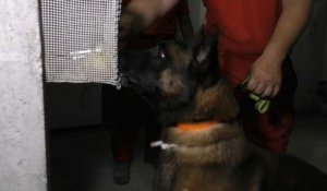 Covid-19 : en Corse, des chiens dressés à détecter le virus