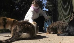 Coronavirus: les chiens et chats errants de Grèce et Turquie, oubliés de la pandémie