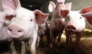 La peste porcine africaine, l'autre fléau sanitaire qui menace l'Europe agricole