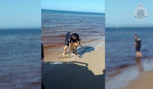Australie: piégé dans l'eau, un wallaby est sauvé par un policier