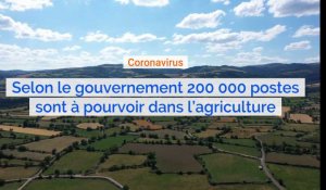 Coronavirus Covid-19 : selon le ministre de l'agriculture Didier Guillaume 200 000 postes sont à pourvoir dans l'agriculture