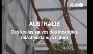 Australie : des koalas sauvés des incendies relâchés dans la nature