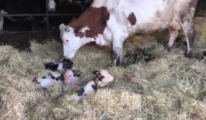 Une vache met au monde des triplés à Derval