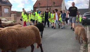 Transhumance de moutons à Hulluch