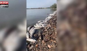 Canicule : Des milliers de poissons retrouvés morts dans le Bolmon (vidéo)