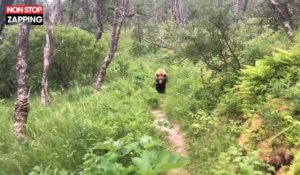 Alaska : Des randonneurs croisent un grizzli sur un chemin (Vidéo)
