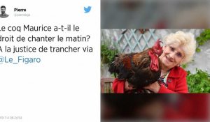 Île d'Oléron : Maurice, le coq qui chante trop fort, devant le tribunal ce jeudi