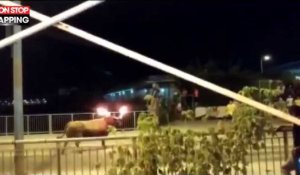 Espagne : Un taureau avec les cornes en feu se jette dans une rivière (Vidéo)