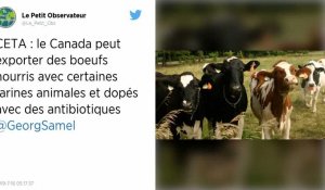 Conditions d'élevage, concurrence déloyale : le Ceta fait trembler les éleveurs bovins français