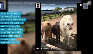 Scène d'horreur pour Charlotte au lendemain du festival de Dour: elle a retrouvé son poney mort dans sa piscine