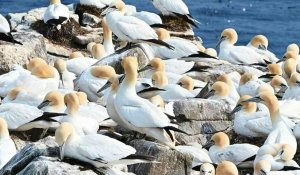 Une colonie de milliers de fous de Bassan à Terre-Neuve-et-Labrador