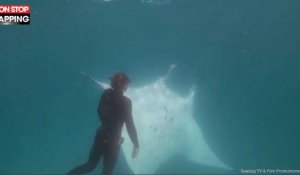Australie : Une raie manta blessée demande de l'aide à un plongeur (Vidéo)