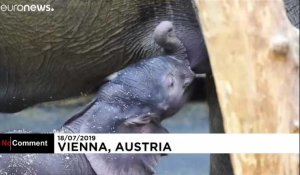 En Autriche, le zoo de Vienne a accueilli un petit nouveau