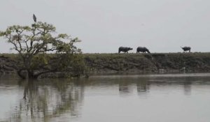 Inde: les animaux sauvages aussi touchés par les inondations