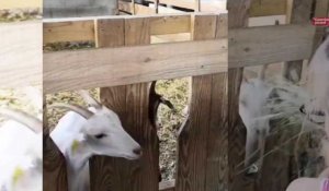 La chèvrerie de Breneuil-sur-Aisne ouvre ses portes aux visiteurs