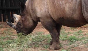 Cinq rhinocéros d'un zoo tchèque réintroduits au Rwanda