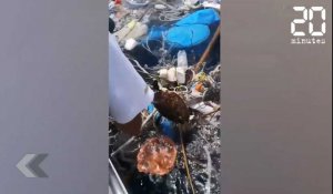 Le Rewind: Un pêcheur sauve deux tortues prises dans un filet de pêche