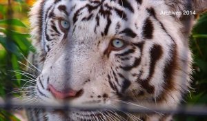 Shilanghi, le tigre blanc du zoo de Maubeuge, est mort