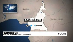 Au Cameroun, l'huile de palme de la discorde