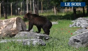 Des ours bruns au Domaine des Grottes de Han