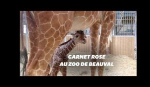 Naissance de la girafe Kimia au Zoo de Beauval